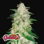 Gelato Auto Fastbuds