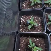 Grape Pop Rocks Auto Anesia Seeds