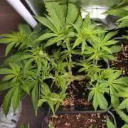 Purple Lemonade Auto RQS