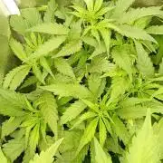 Glowberry Rush Auto Anesia Seeds