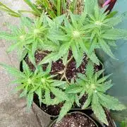 Outdoor Purplematic CBD RoyalQueenSeeds