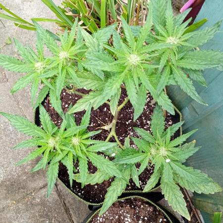 Outdoor Purplematic CBD RoyalQueenSeeds