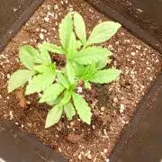 Mendo Cherry Cookies Auto Fastbuds