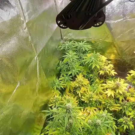 Apple Betty Auto Herbiesseeds