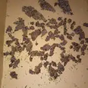 Sweet ZZ Auto Royal Queen Seeds