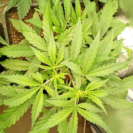 Mango Cherry Runtz Fastbuds