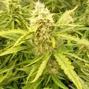 Space Cookies Auto Delicious Seeds