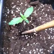 Strawberry Cheesecake Auto Barneys Farm