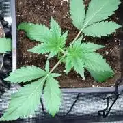 Orange Sherbet FF P#1 Fastbuds