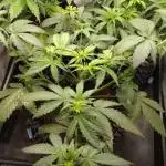 Fat Banana Auto RQS
