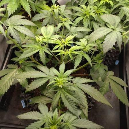 Fat Banana Auto RQS