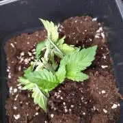 Purple Lemonade Auto RQS