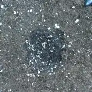 Sticky Broccoli Auto ZMA Eternity Cup'26