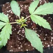 Strawberry Cheesecake Auto Barneys Farm