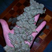 Sticky Broccoli Auto ZMA Eternity Cup'26