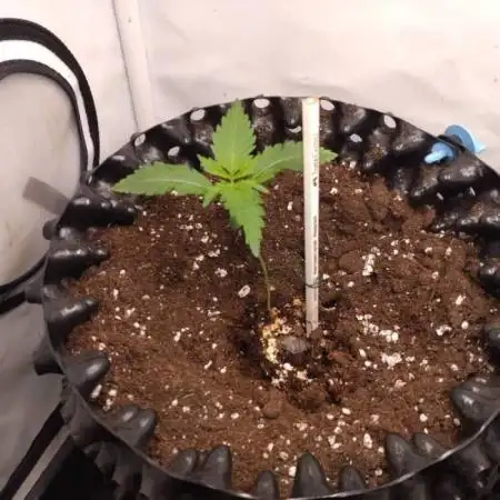 Cookies Gelato Auto RQS
