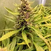 Purple Lemonade Auto RF3 Fastbuds