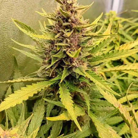 Purple Lemonade Auto RF3 Fastbuds