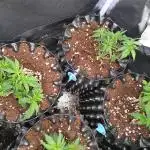 Banana Purple Punch Auto Fastbuds