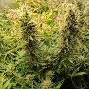 Mango Cherry Runtz Auto Fastbuds