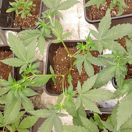 Mendo Guava Auto Fastbuds