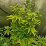 Gelonade Auto Zamnesia