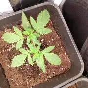 Banana Cherry Cookies Auto Fastbuds