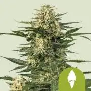 Green Gelato Auto RQS