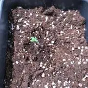 Strawberry Cheesecake Auto Barneys Farm