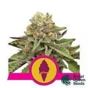 Green Gelato Royal Queen Seeds