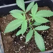 Green Gelato P#1 Royal Queen Seeds