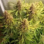 Purple Lemonade Auto RF3 Fastbuds