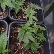 Cinderella Auto Fastbuds