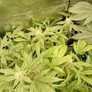 Euphoria Royal Queen Seeds