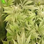 Lemon Cherry Gelato P#1 Barneys Farm