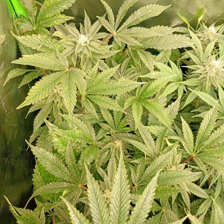 Lemon Cherry Gelato P#1 Barneys Farm