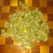 Green Gelato Auto RQS