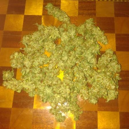 Green Gelato Auto RQS