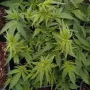 Cinderella Auto Fastbuds