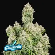 Cinderella Auto Fastbuds