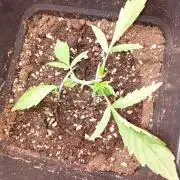 Mango Cherry Runtz Fastbuds