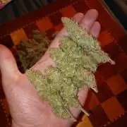 Lemon Cherry Gelato P#2 Barneys Farm