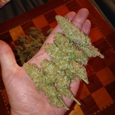 Lemon Cherry Gelato P#2 Barneys Farm