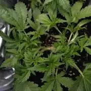 Purple Lemonade Auto RQS