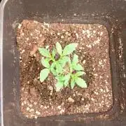Mendo Cherry Cookies Auto Fastbuds