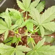 Apple Strudel Auto Fastbuds