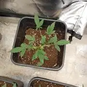 Mendo Cherry Cookies Auto Fastbuds