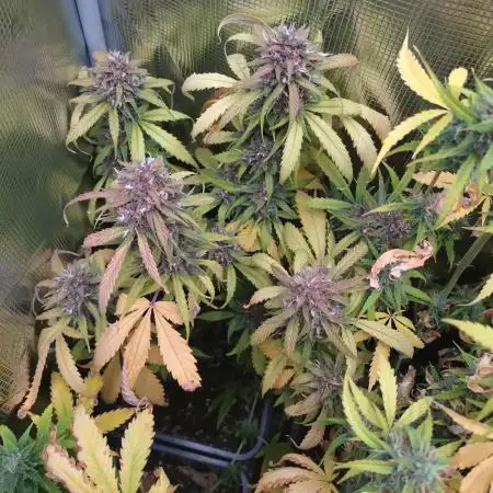 Apple Strudel Auto Fastbuds