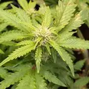 Sticky Broccoli Auto ZMA Eternity Cup'26