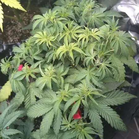 Green Gelato Auto RQS